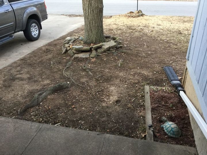 q i have a big space under my tree where grass will not grow
