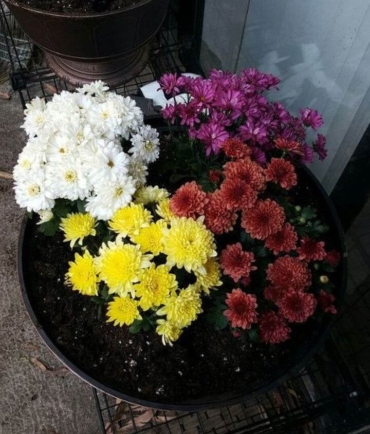 outdoor flower pot arrangments
