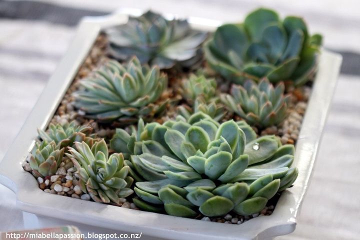 table decor succulents of course