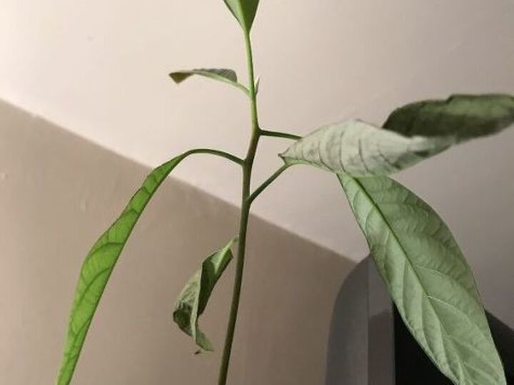 q why my plants leafs drying up