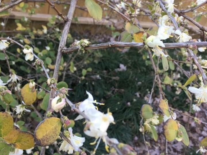 q can anyone tell me the name of this bush it smells lemony