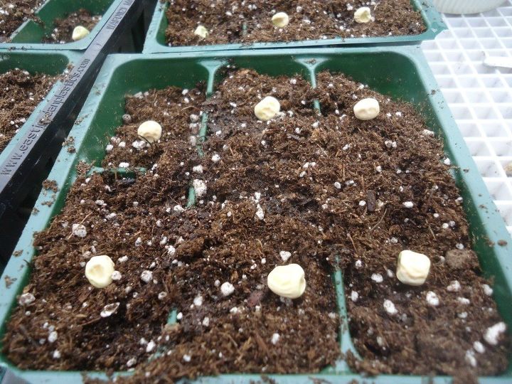 starting seeds for the first time