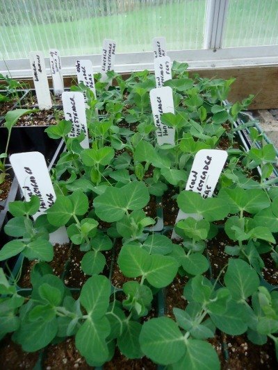 starting seeds for the first time