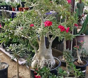 How to Repot a Beautiful Adenium (Desert Rose)