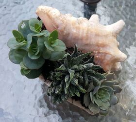 seashell succulent planter