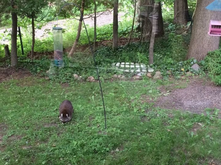 q what to do with an extremely shady yard so tired of hostas