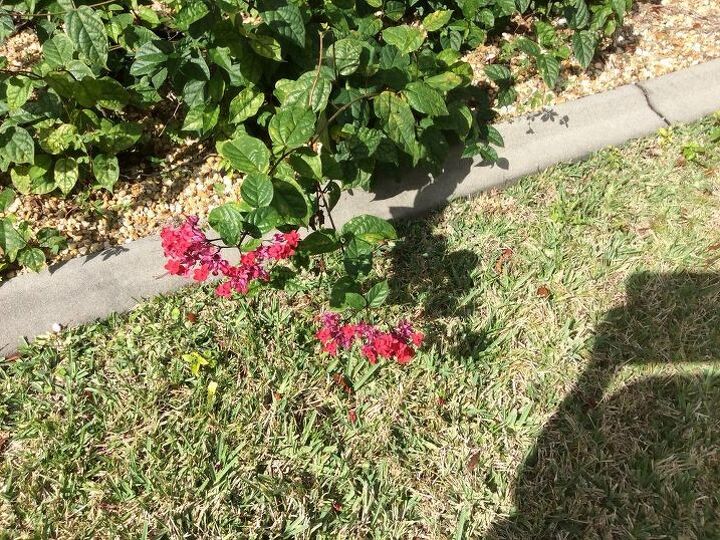 q how do you get rid of or kill off a bleeding heart vine