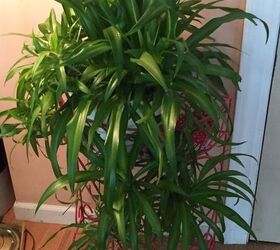 how do you divide a spider plant that is out growing its pot
