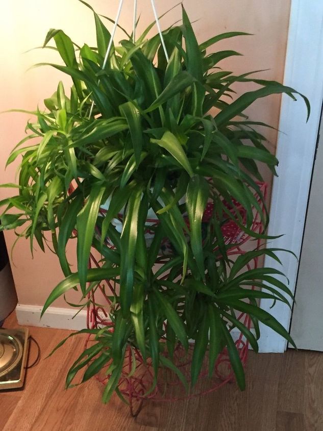 how do you divide a spider plant that is out growing its pot