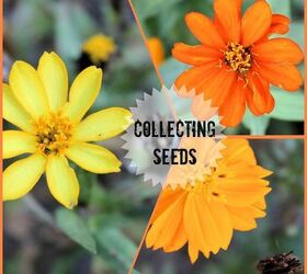 collecting and saving seeds