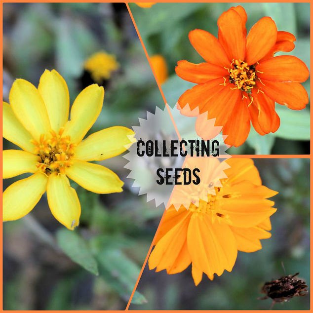collecting and saving seeds