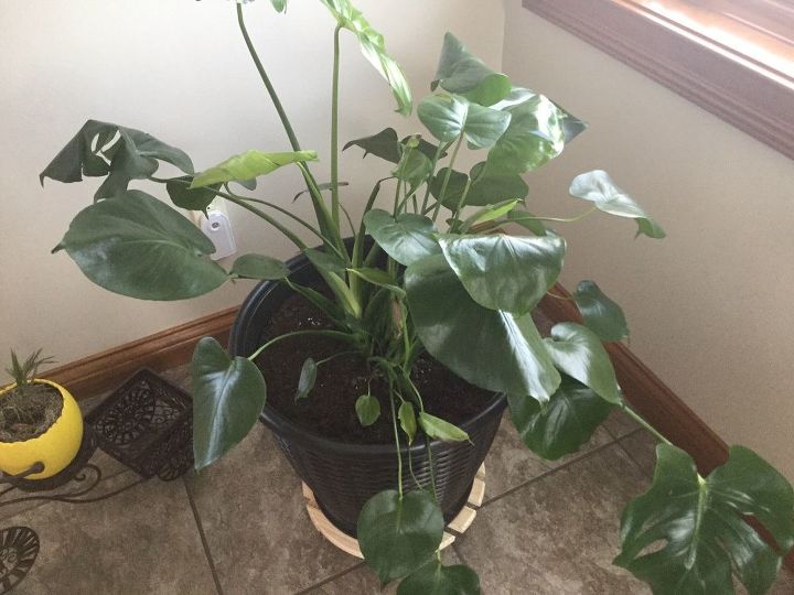 q how do i get rid of knats from soil on a house plant