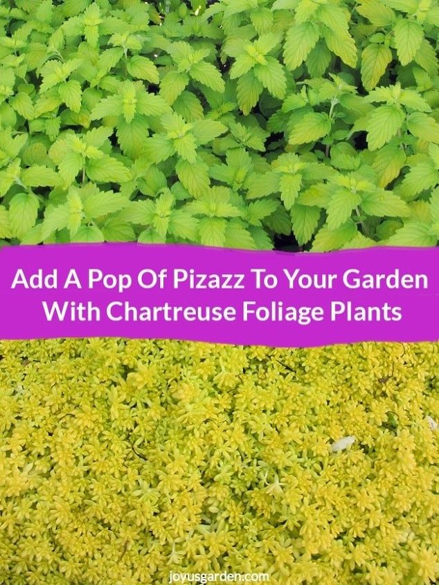 adicione um toque de brilho ao seu jardim com plantas de folhagem carmim