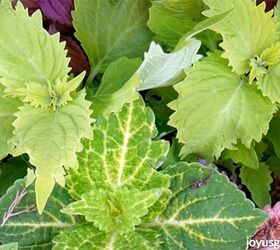 Add A Pop Of Pizazz To Your Garden With Chartreuse Foliage Plants