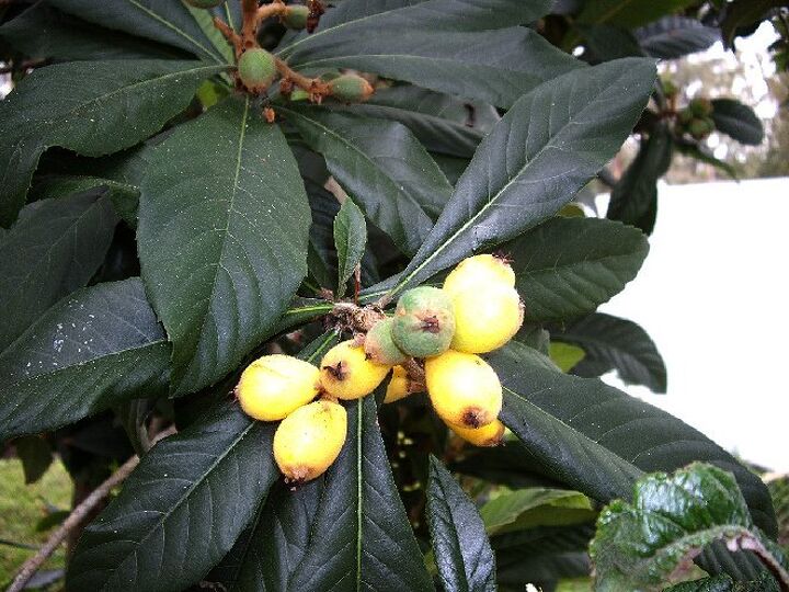 q anyone know what kind of tree this is and is it safe to eat