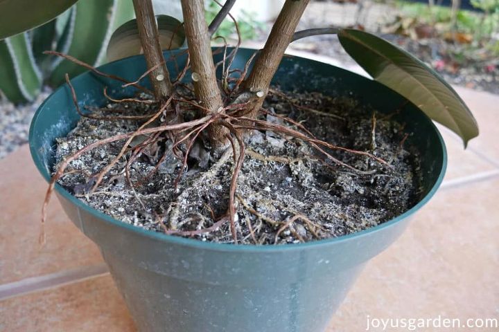 a rvore de interior de fcil manuteno ficus elastica planta da borracha rvore da
