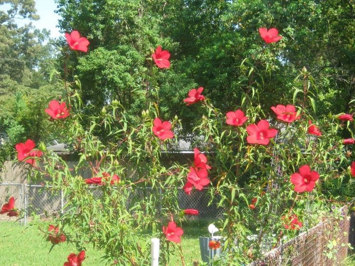 q i have a texas star that has out grown spot how when can i move it