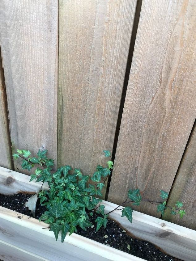 q trying to grow ivy up a fence any tips to help move it along