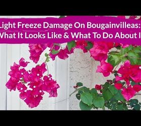 Light Freeze Damage On Bougainvilleas: What It Looks Like & What To Do