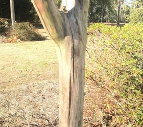 Crepe Myrtle’s trunk is cracking Hometalk