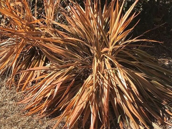 q cut back or pull up these plants