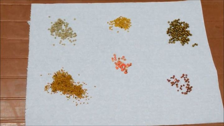 best ways to germinate any vegetable seed