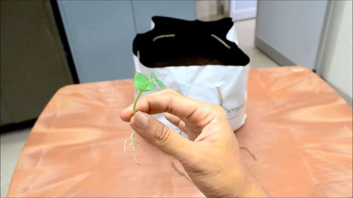 best ways to germinate any vegetable seed