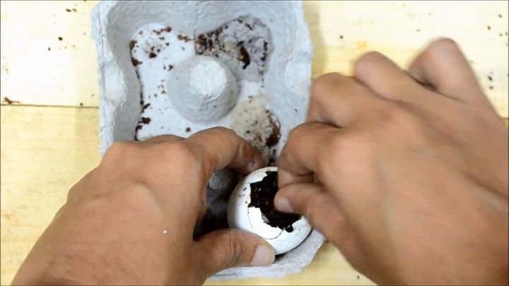 best ways to germinate any vegetable seed