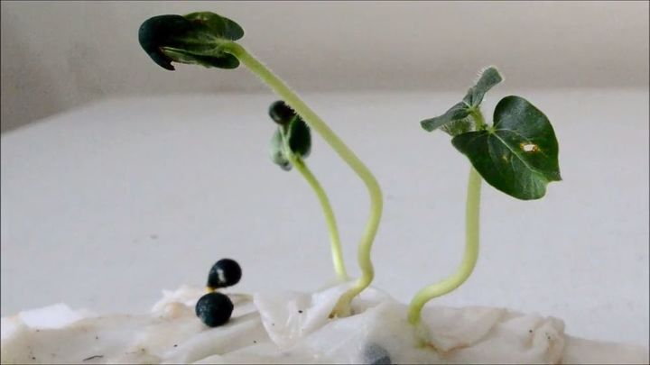 las mejores formas de germinar cualquier semilla de hortaliza