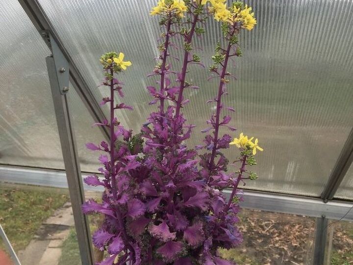 q flowering ornamental cabbage