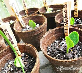 gardening tips on transplanting seedlings