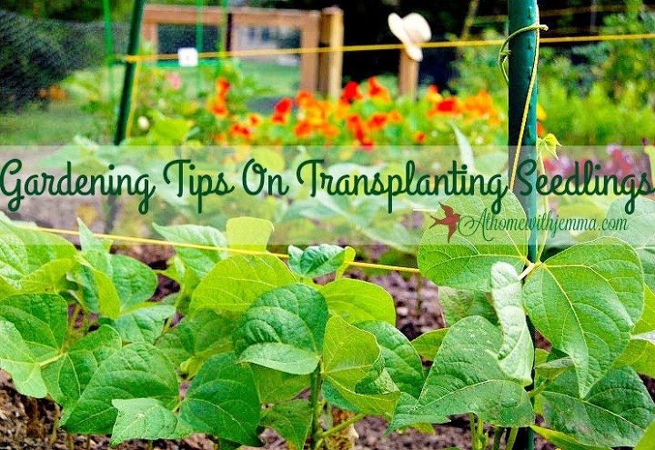 consejos de jardinera sobre el trasplante de plntulas