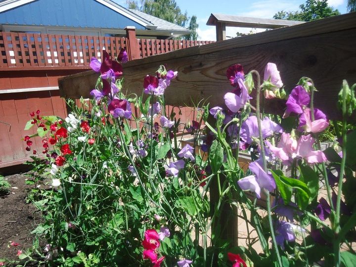 how to grow sweet peas from seed