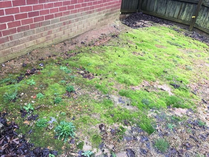 hi how do i get rid of mold growing in yard please thanks