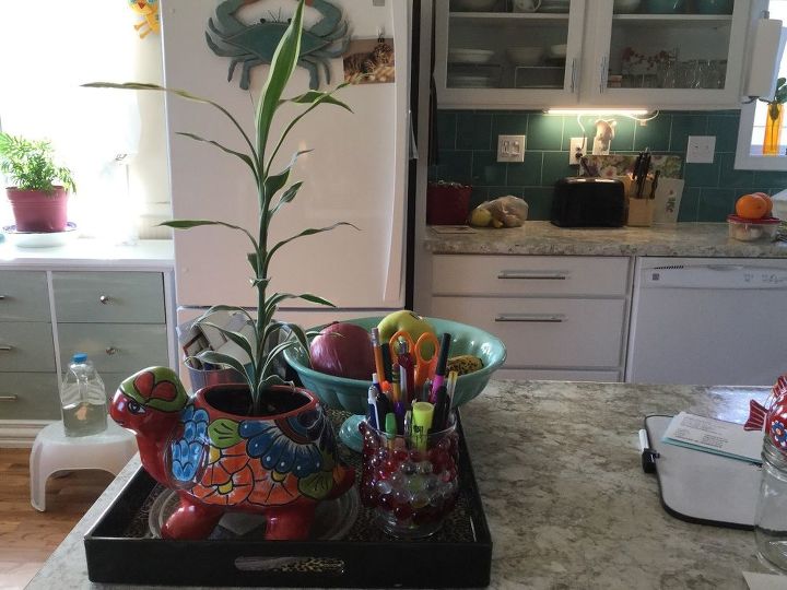 q dracena what do i do with this is it dracena