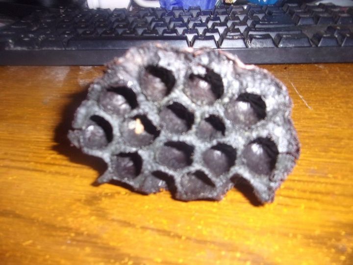 q need identity of this it is used in dried floral arrangements