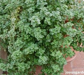 Pruning An Oregano Plant: A Perennial Herb With Soft Woody Stems