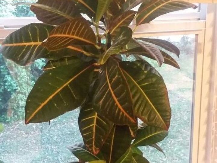 q what kind of plant is this