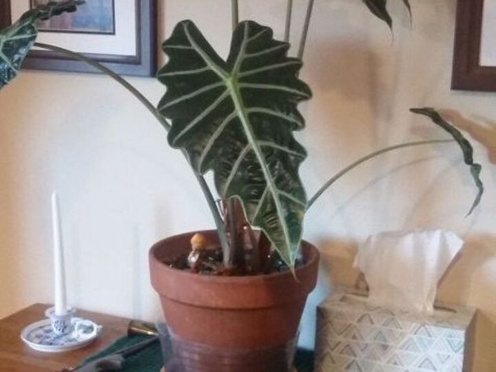q what kind of plant is this