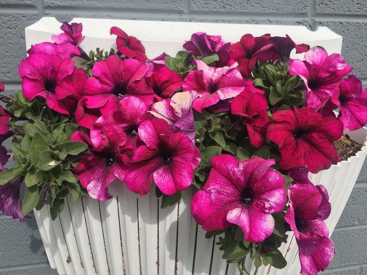 q my container petunias are blooming with white streaks