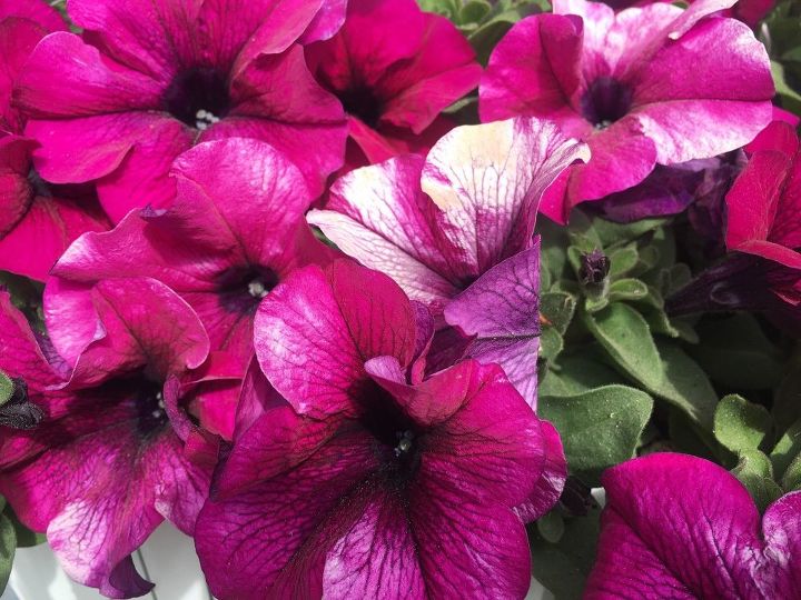 q my container petunias are blooming with white streaks