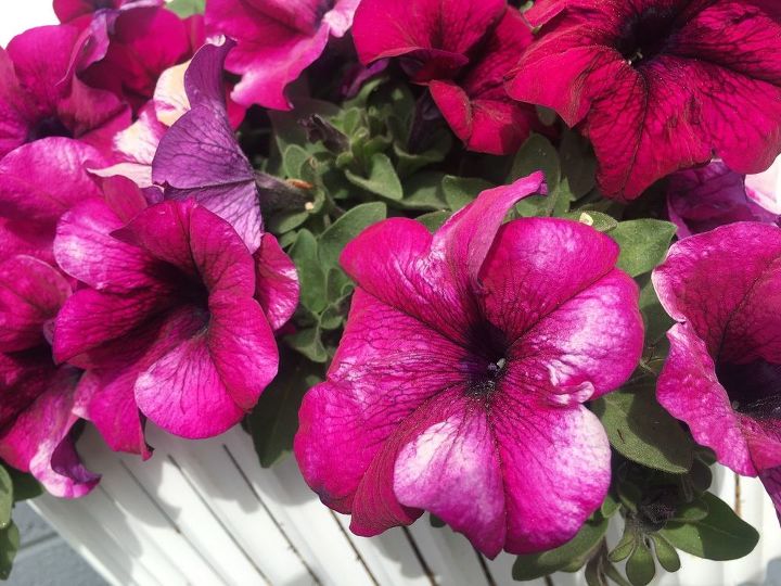 q my container petunias are blooming with white streaks