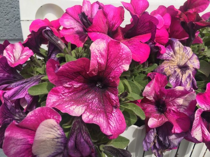 q my container petunias are blooming with white streaks