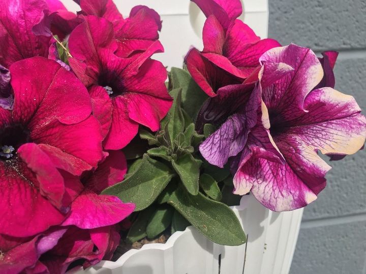 q my container petunias are blooming with white streaks