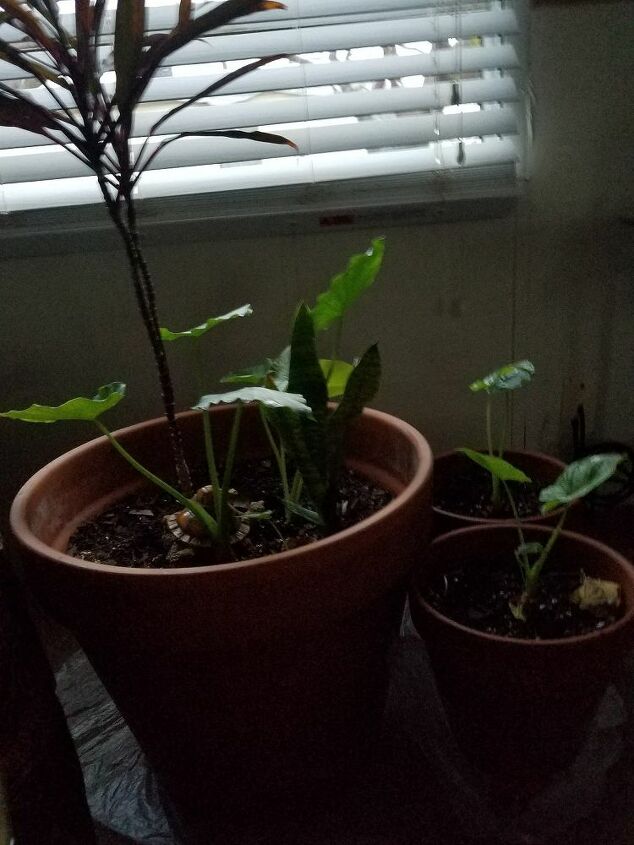 q what can i do to make or help my elephant ears grow