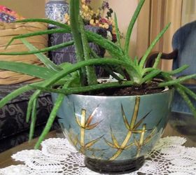 El cuidado de sus plantas de Aloe Vera: Un botiquín natural!