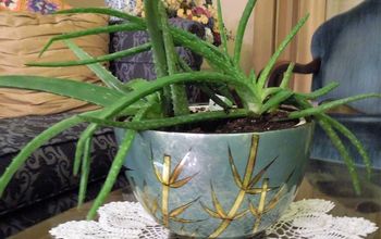  Cuidando de suas plantas de Aloe Vera: Um armário de remédios naturais!