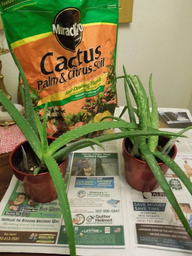 caring for your aloe vera plants a natural medicine chest