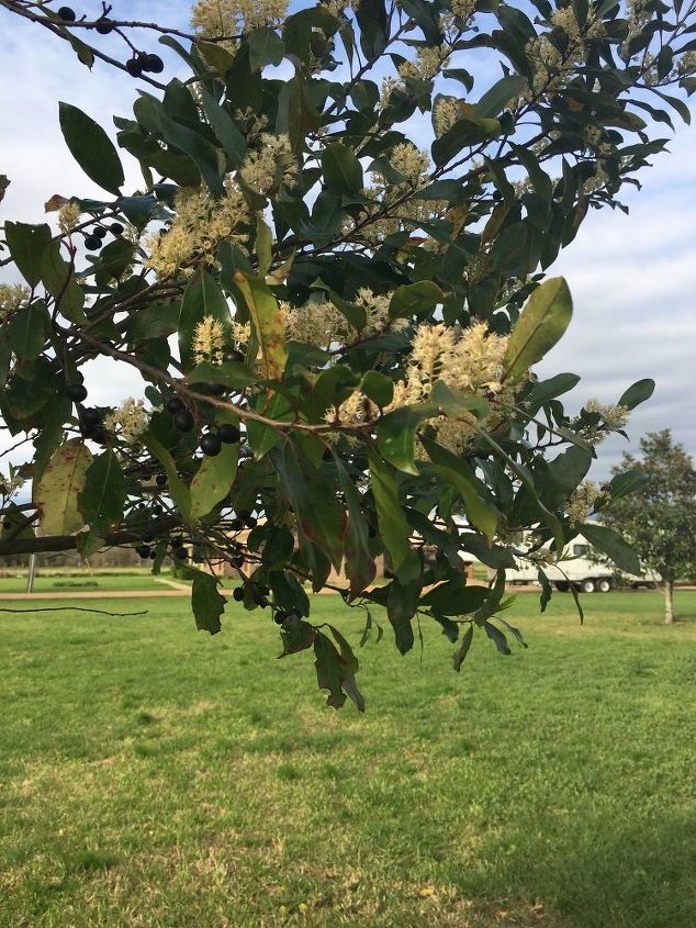 q does anyone know what kind of tree or bush this is