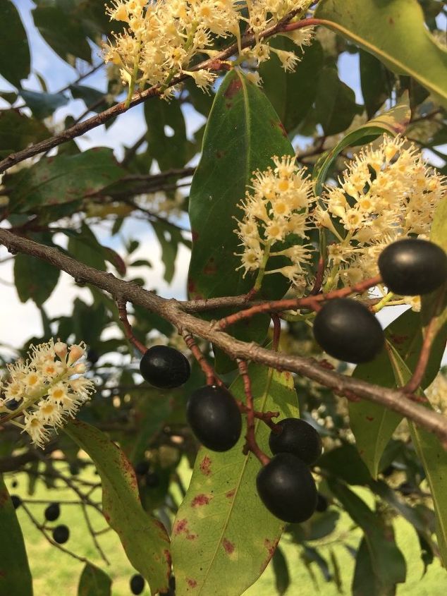 q does anyone know what kind of tree or bush this is